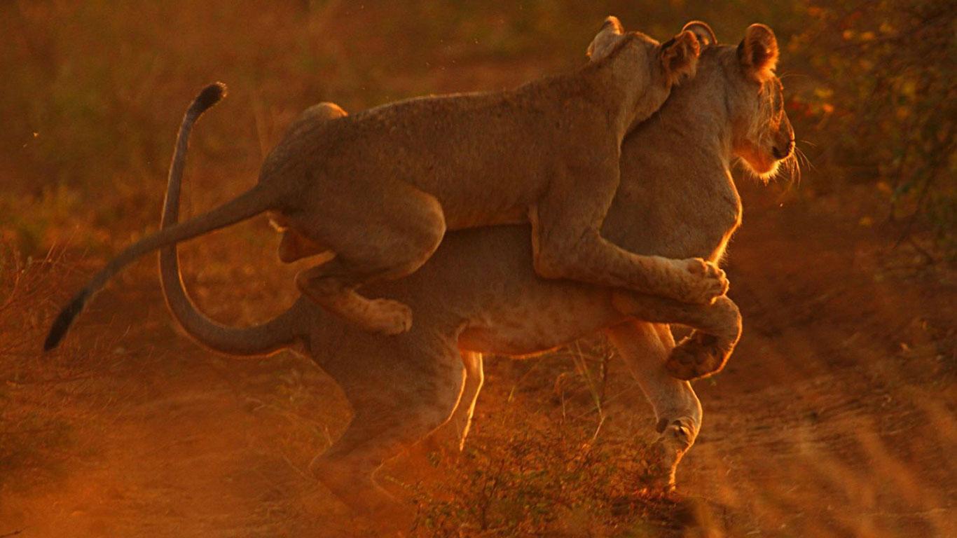 Meru National Park