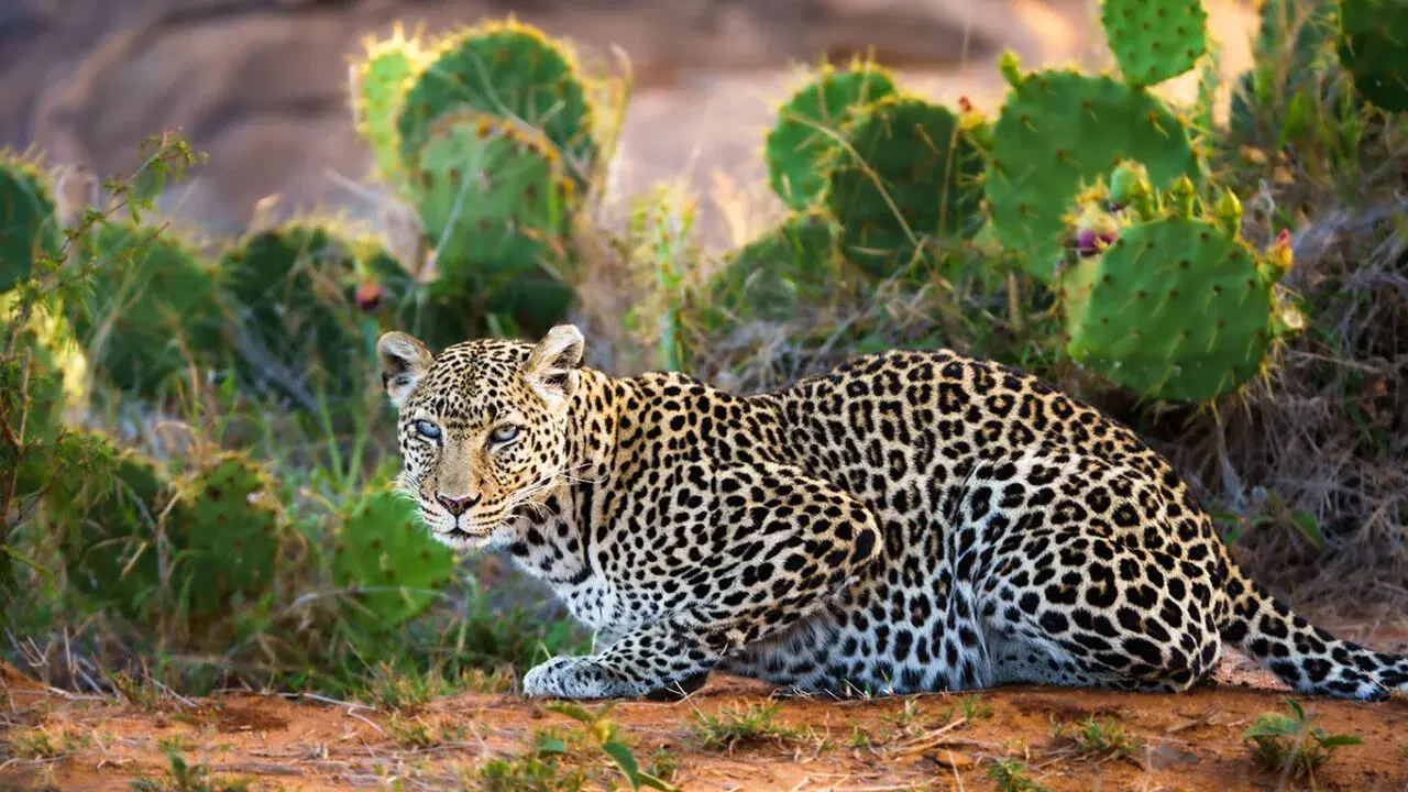 Loisaba Conservancy, Laikipia
