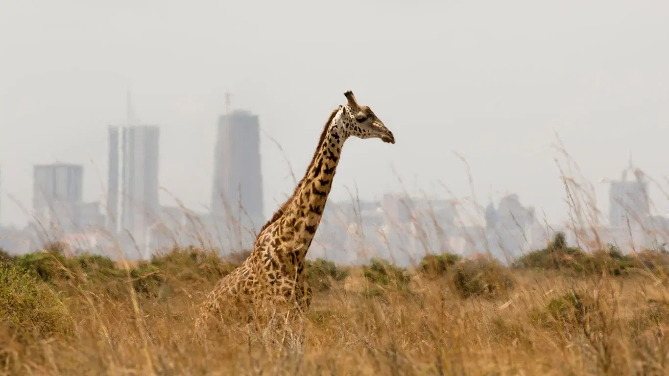 Nairobi