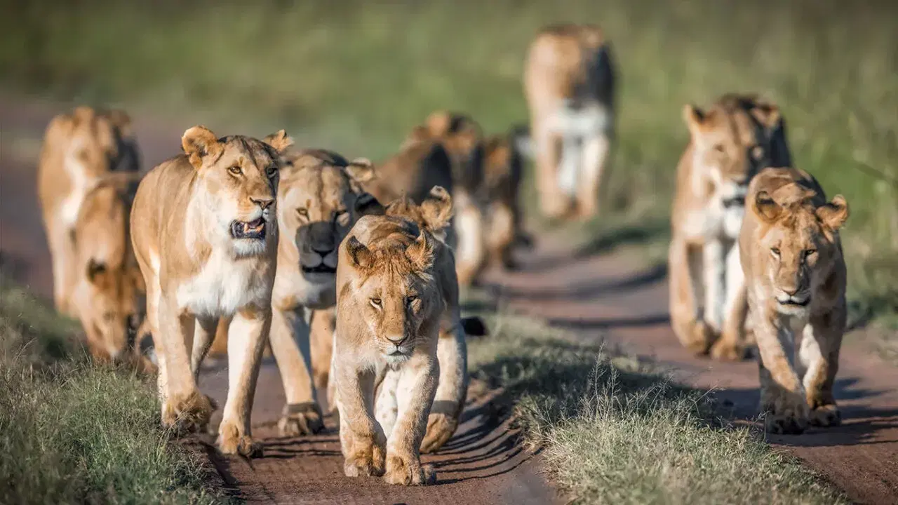Masai Mara National Reserve