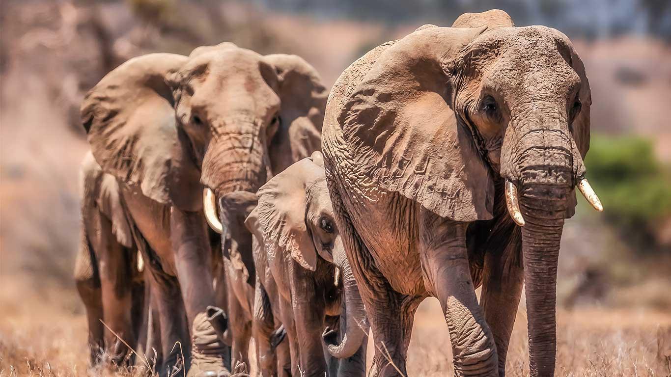 Arusha & Tarangire