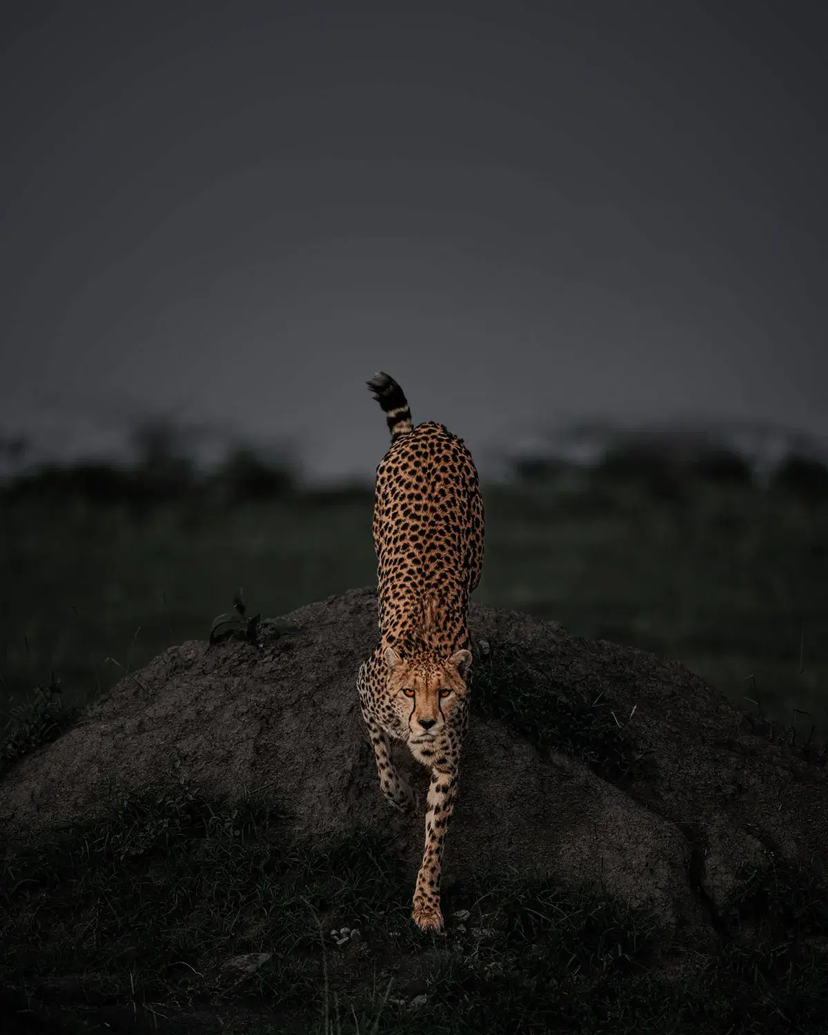 SkySafari East Africa