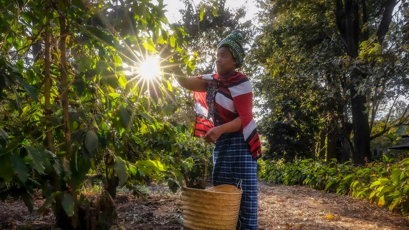 Arusha-Coffee-Lodge-Picking