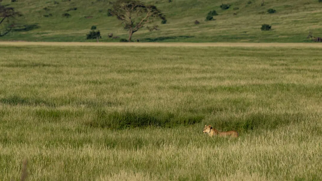 wildlife-masai-mara-lion