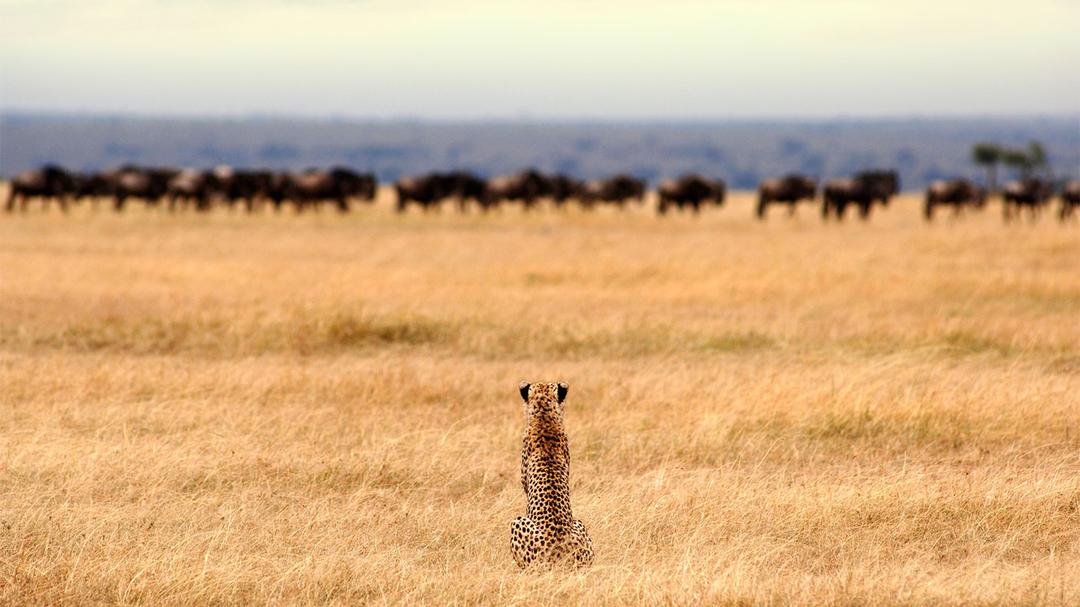 Cheetah on the lookout in the Savannah